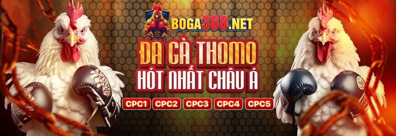 Đấu trường đá gà Thomo trực tiếp với bình luận viên